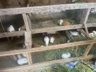 Groups of cuyes live in small sections within the shed