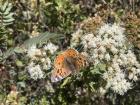 A beautiful orange butterfly spotted on a flower