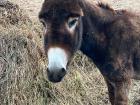 A local donkey saying hello