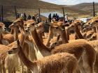 Vicuñas in the enclosure