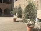 Another view of the courtyard with the olive trees!