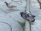 Since I've been in larger cities, I haven't seen many animals, but I've seen plenty of pidgeons (and cute dogs)!