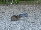 Bunnies in the park!