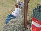 Garden Chores