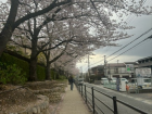 Taking a walk during cherry blossom season