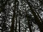 Tall, beautiful trees in a forest close to where I live