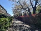 Natural scenery on a street near my dorm