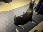 An "ottosei", or fur seal, that I got to see up close at an aquarium