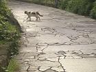A cat walking down a side street in Shinjuku