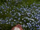 A cute mascot I saw while I was at a nemophila flower event 