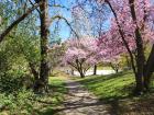 Cherry Blossom trees that are blooming in Munich