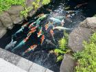 My first time seeing koi fish. They look super cool!