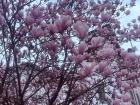 Flowers in bloom!
