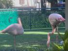 Flamingos in Milan!