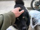 Some families become attached to local chuchos; this is my local chucho, Bear