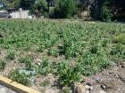 Little corn sprouts already starting to grow
