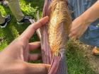 The outside leaves that protect the corn are called the tusa in spanish or joq in K´iche
