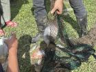 Farmers raised these mojarra from eggs to adulthood... now the catch of the day!