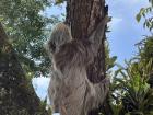 I can’t believe my eyes every time I come across the sloth in my town’s park!