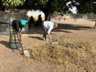 Helping a woman in my community sweep outside her compound