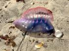 The Portuguese man o' war I spotted at the beach 