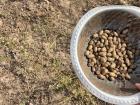 Collecting groundnuts at the farm
