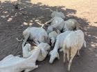 The community's many animals also contribute to waste accumulation