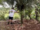 Watching agua de pipa being harvested in the backyard