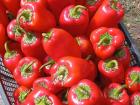 The ajvarka peppers before being roasted