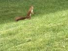 I spotted a light brown squirrel