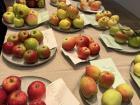 Learning about different types of apples in Sweden