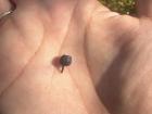 A wild blueberry I foraged while hiking in Sweden