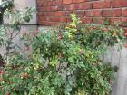 Red rose hip bush beside my apartment