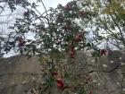 View from under the tall red rose hip plant