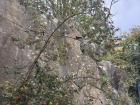 The long branches of the red rose hip plant