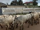 Cattle on the road