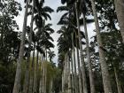 Palm trees at the Aburi Botanical Gardens