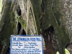 The Stranger Ficus Tree at the Aburi Botanical Gardens