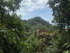 Lush green forest of Koh Samui
