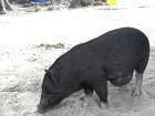 Pig Island nearby Koh Samui!