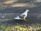 No matter how far you travel, it’s amazing to find common ground in familiar wildlife like pigeons, even when so many of the animals around us are completely different