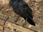 A bird that was able to adapt to urban environment, not all birds are able to do so
