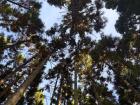 The tall tree's on AIU campus!