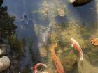 Japanese carp in the pond... I think they want food