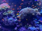 The Singapore Oceanarium 