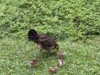 So many chickens roam freely on my campus