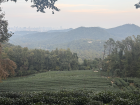 A view of Hangzhou's tea plantation at sunset