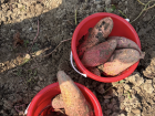 I dug up two buckets of sweet potatoes!