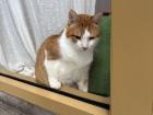 The cat cafe was closed, but this cat still wanted attention 