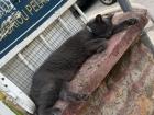 Local cat on my walk to school 